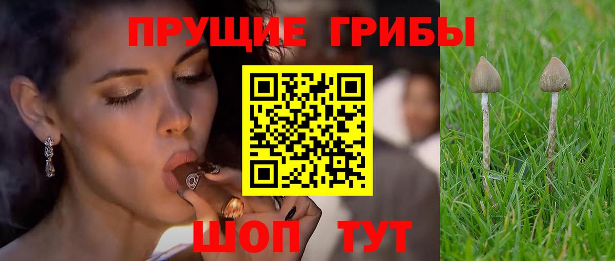 Лиски  Галлюциногенные грибы Psilocybine cubensis  Галлюциногенные грибы прущие грибы  Вход с VPN 